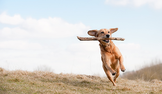 Kennel gjerde